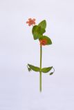 Anagallis arvensis. Верхушка цветущего растения. Республика Молдова, пригород Кишинёва. 7 июня 2010 г.