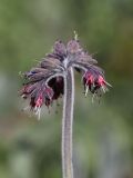 Solenanthus karateginus