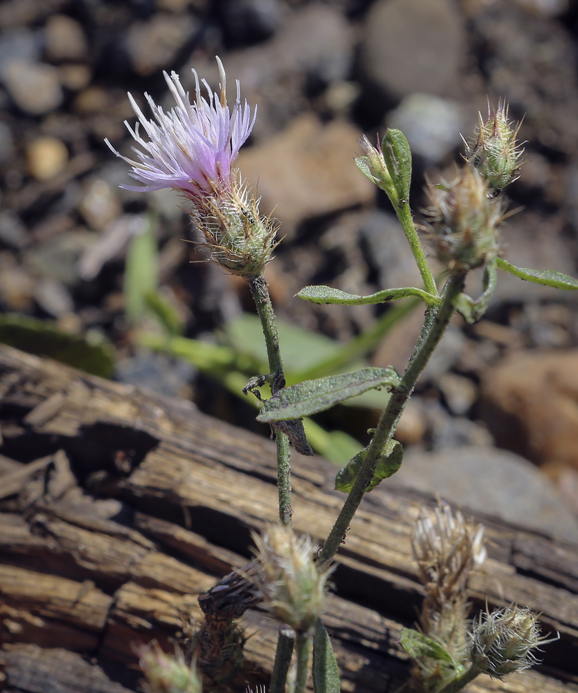 Изображение особи Centaurea diffusa.