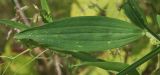 Lathyrus sylvestris