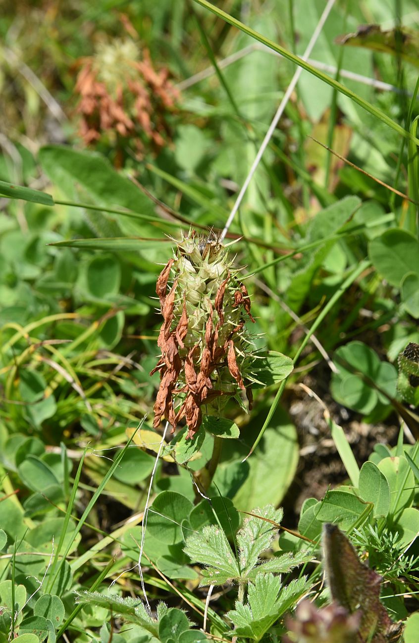 Изображение особи Trifolium canescens.