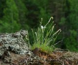 Dianthus acicularis