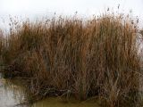 Juncus maritimus