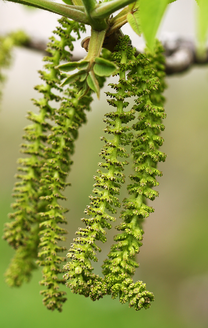 Image of Juglans mandshurica specimen.