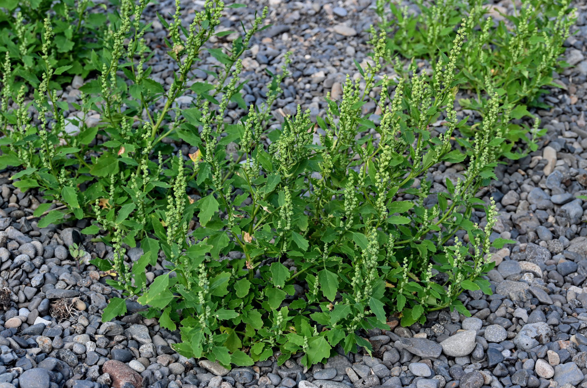 Изображение особи Chenopodium album.