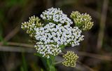 Achillea setacea. Соцветия на разных стадиях развития. Чечня, Итум-Калинский р-н, окр. с. Ведучи, ≈ 1500 м н.у.м., луговой склон. 26.07.2022.