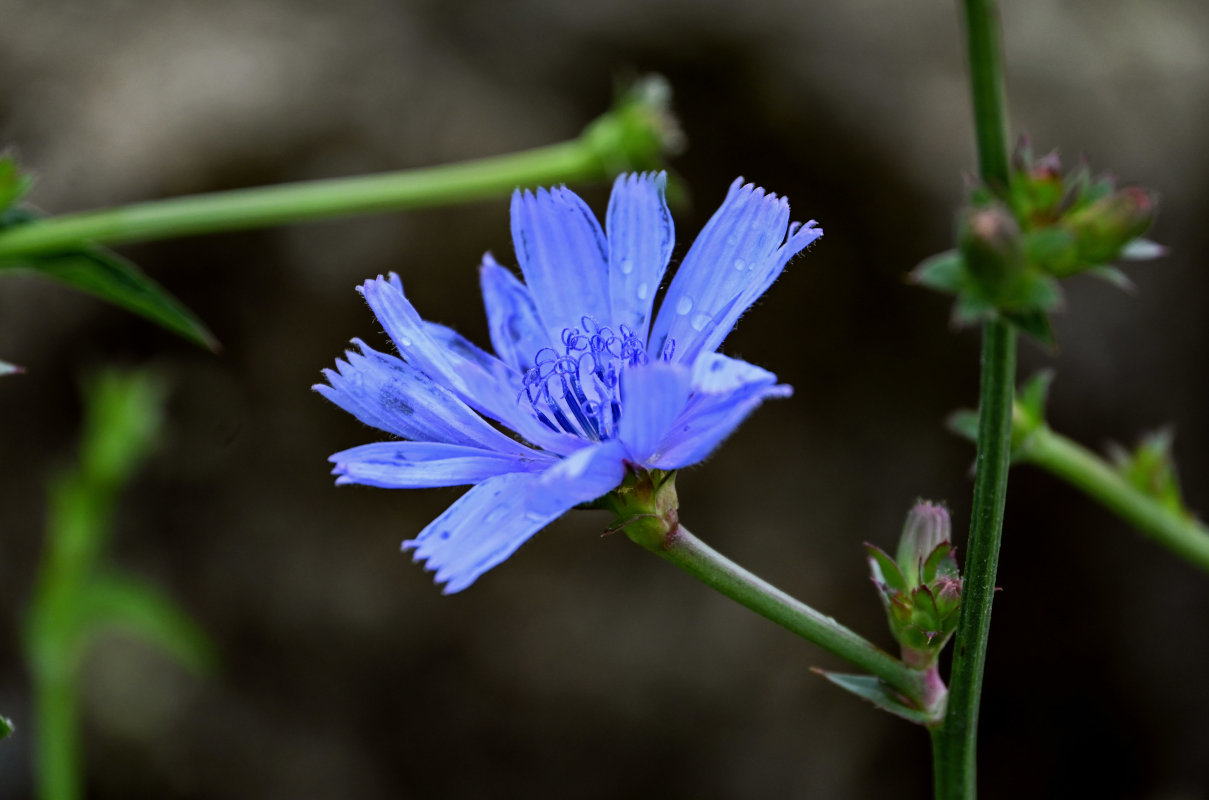 Изображение особи Cichorium intybus.