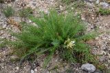 Oxytropis muricata