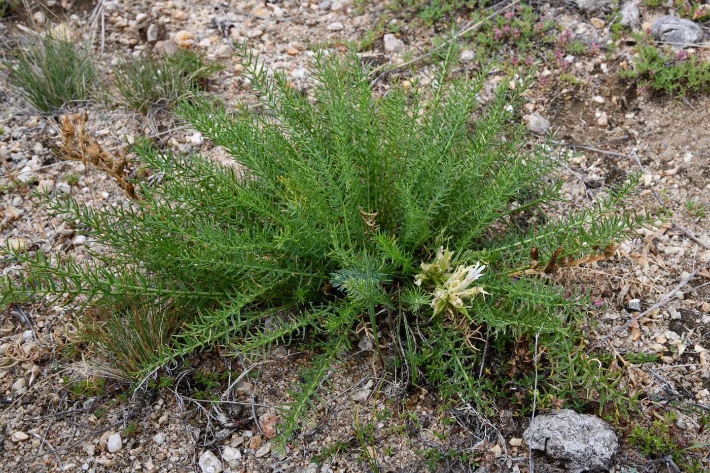 Изображение особи Oxytropis muricata.