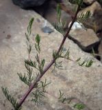 Artemisia campestris