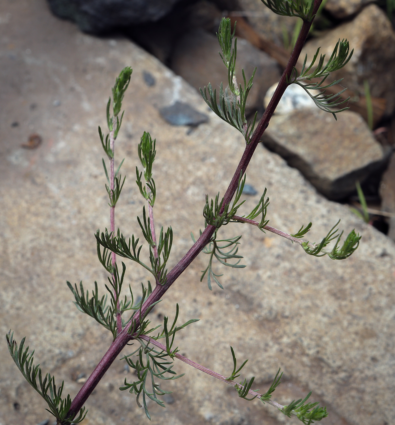 Изображение особи Artemisia campestris.