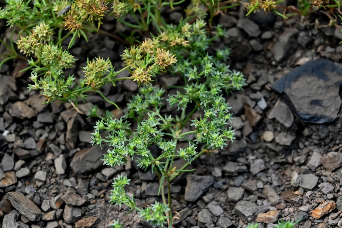 Image of Scleranthus annuus specimen.