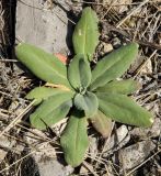 род Verbascum
