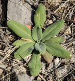 genus Verbascum. Вегетирующее растение. Оренбургская обл., Беляевский р-н, Донской сельсовет, Долгие Горы, каменистый степной склон. 5 сентября 2023 г.