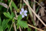 Geranium sibiricum. Верхушка побега с цветком. Сахалин, Корсаковский гор. округ, оз. Буссе, приморский луг. 26.08.2022.