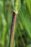 Panicum miliaceum