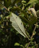 Salix cinerea. Лист (вид на абаксиальную поверхность). Калужская обл., Спас-Деменский р-н, окр. Малого Игнатовского болота, слегка заболоченный луг около истока р. Вдовчанка. 10 сентября 2022 г.