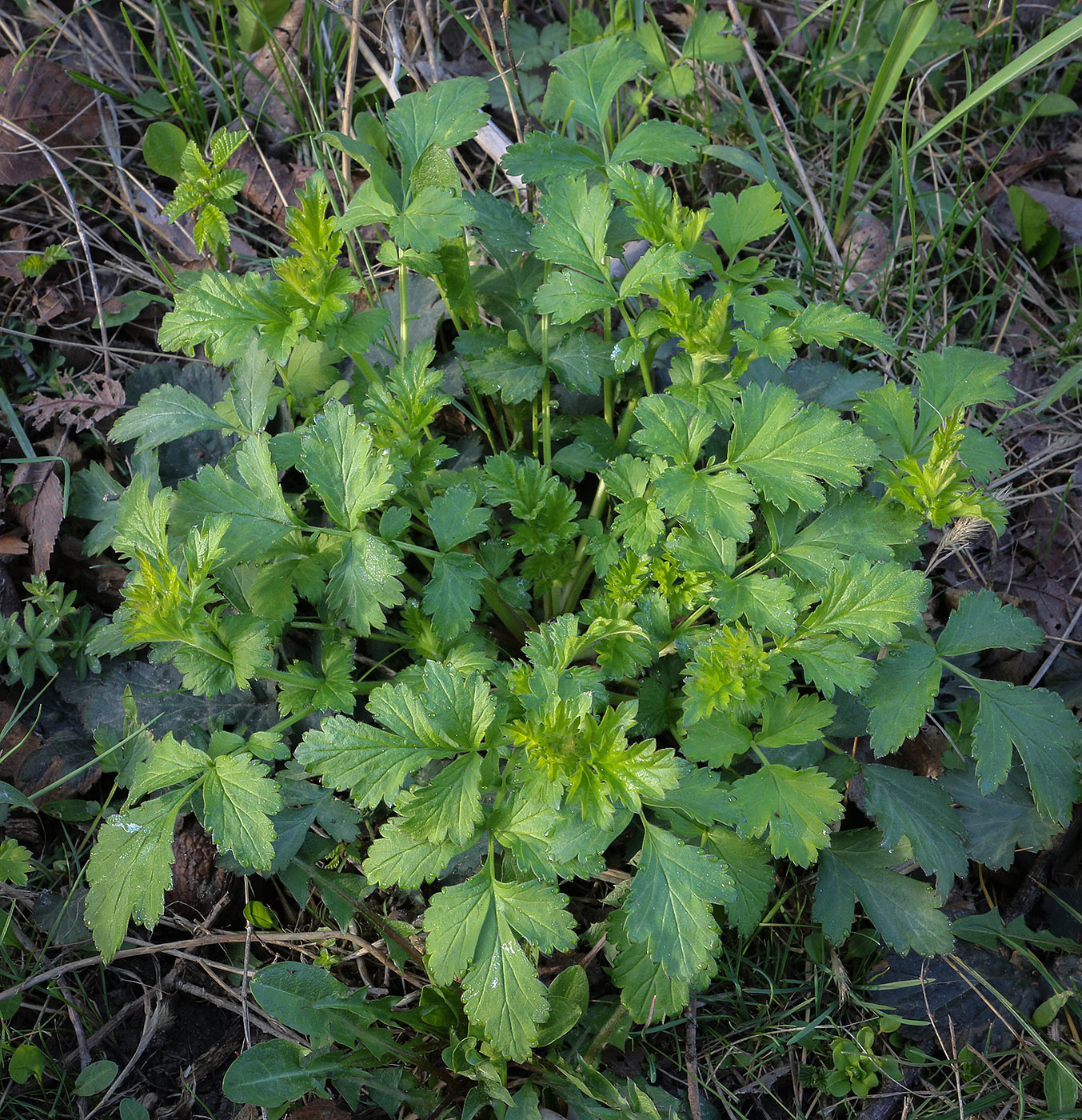 Image of Geum urbanum specimen.