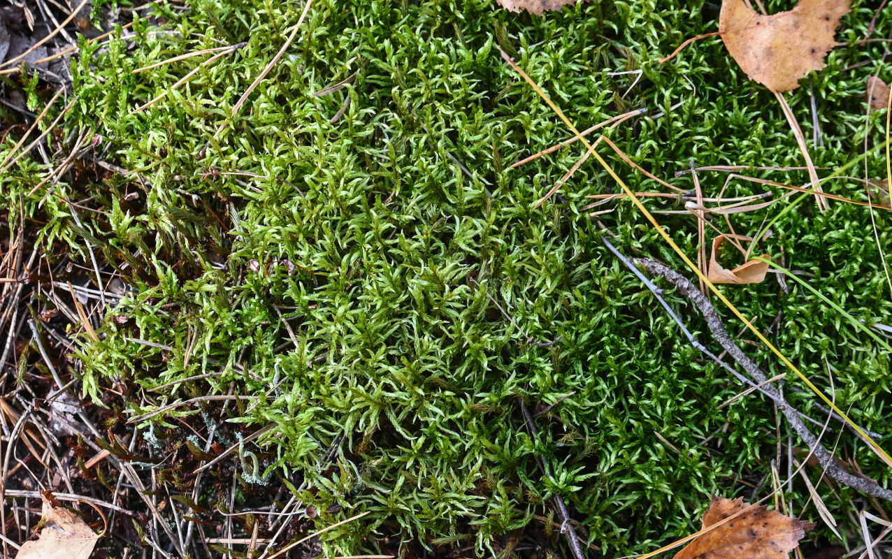 Image of Pleurozium schreberi specimen.