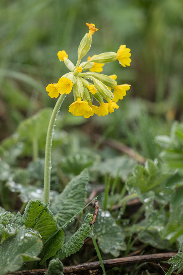 Image of Primula macrocalyx specimen.