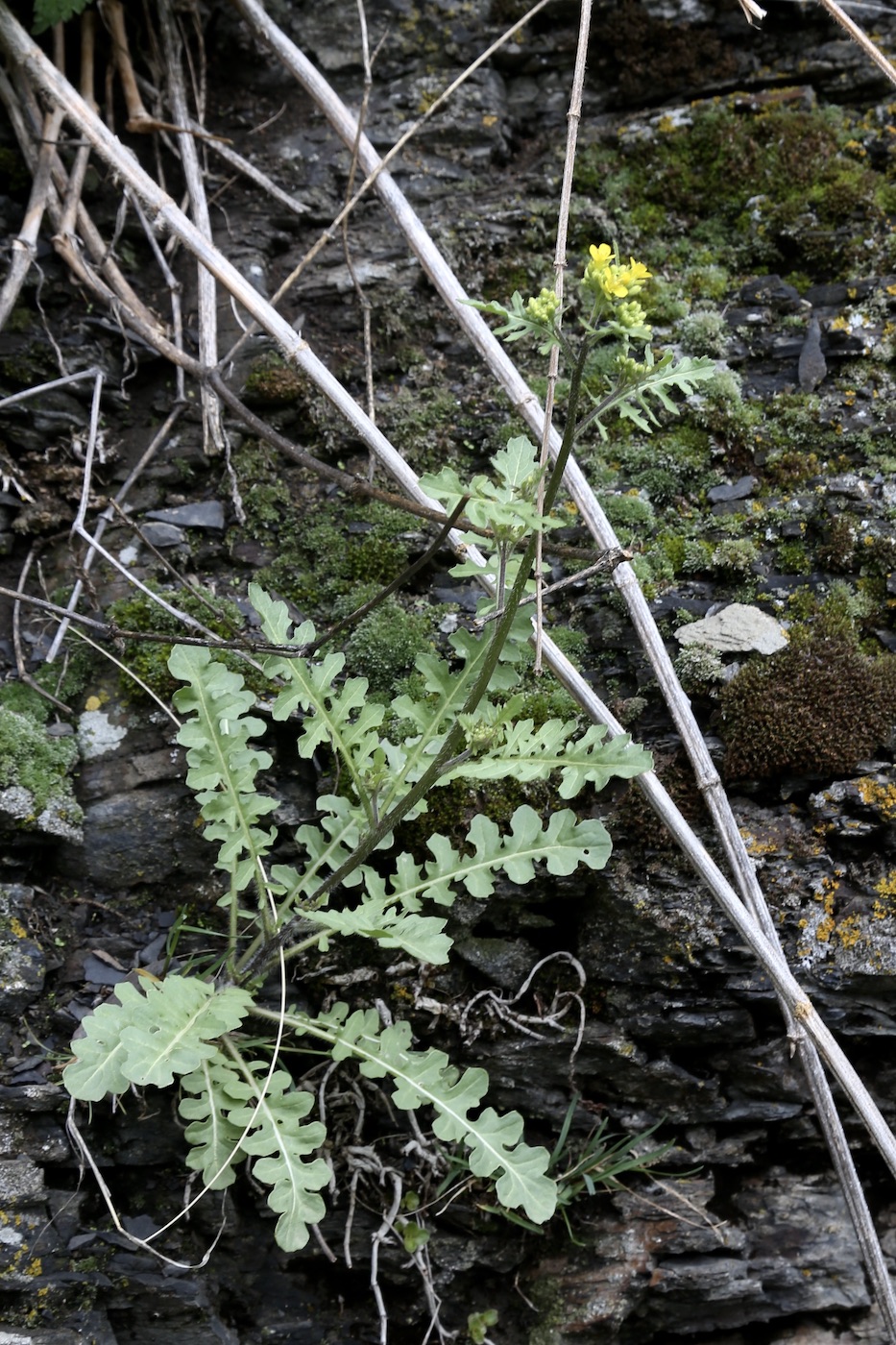 Image of Sisymbrium lipskyi specimen.