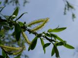 genus Salix. Верхушка веточки с соцветиями и листьями. Республика Башкортостан, Хайбуллинский р-н, Акъюловский сельсовет, окр. дер. Акъюлово, долина р. Сакмара, пойменный луг. 29 апреля 2024 г.