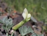 Chesneya dshungarica