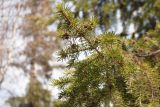 Picea obovata