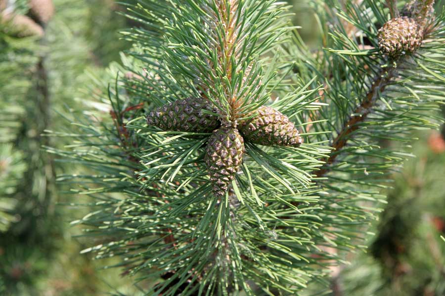 Изображение особи Pinus mugo.