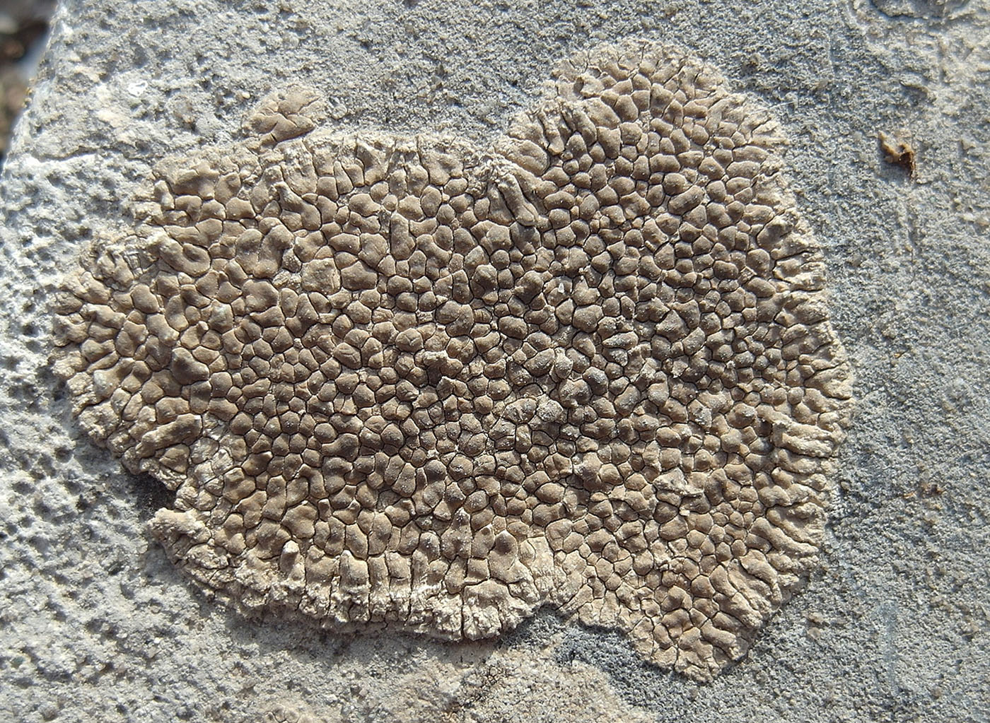 Image of Circinaria schafeevii specimen.
