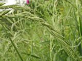 род Elymus