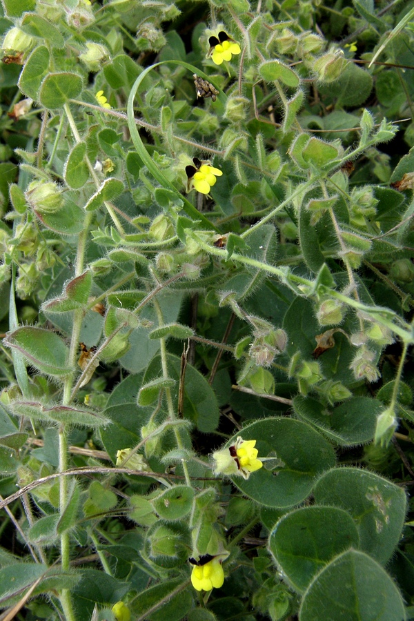 Image of Kickxia caucasica specimen.