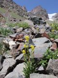 Solidago virgaurea ssp. dahurica