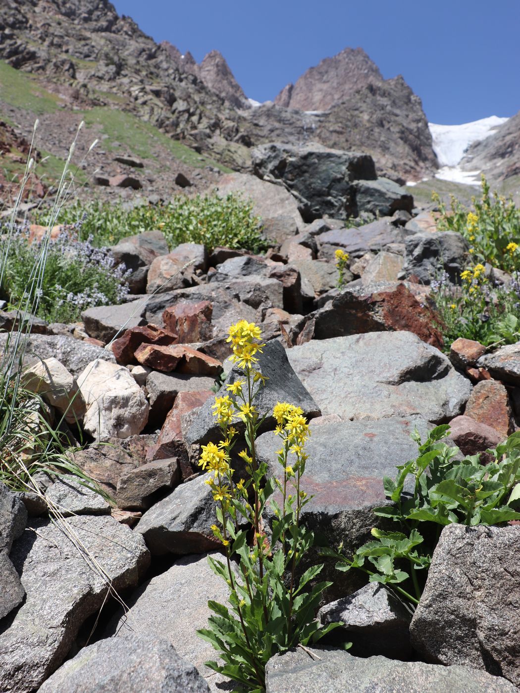 Image of Solidago virgaurea ssp. dahurica specimen.