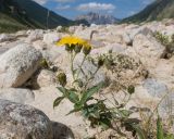 familia Asteraceae