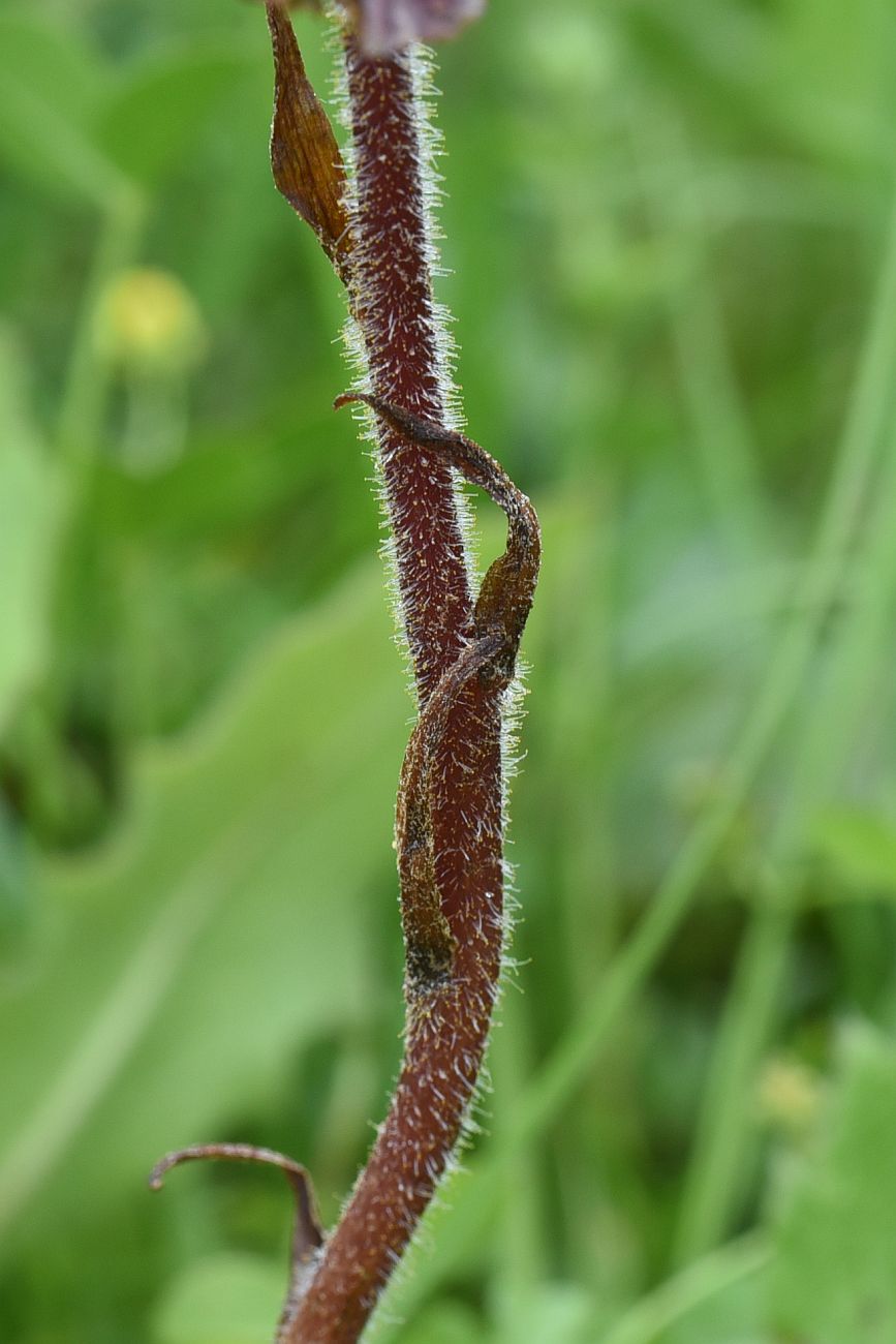 Изображение особи Orobanche owerinii.