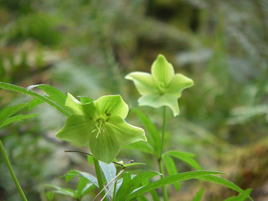 Image of Helleborus viridis specimen.