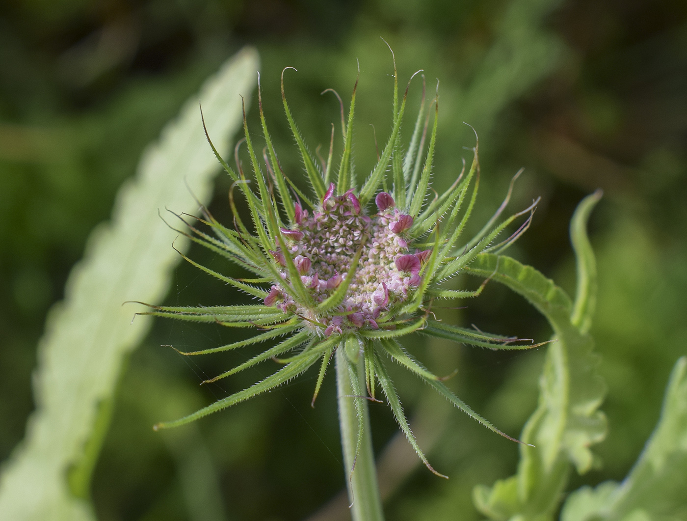 Image of Tordylium officinale specimen.