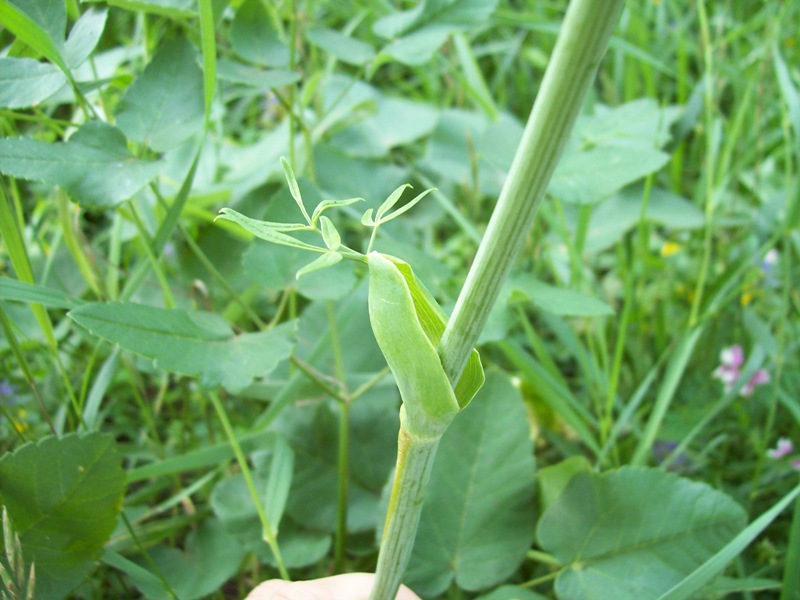 Image of Laserpitium latifolium specimen.