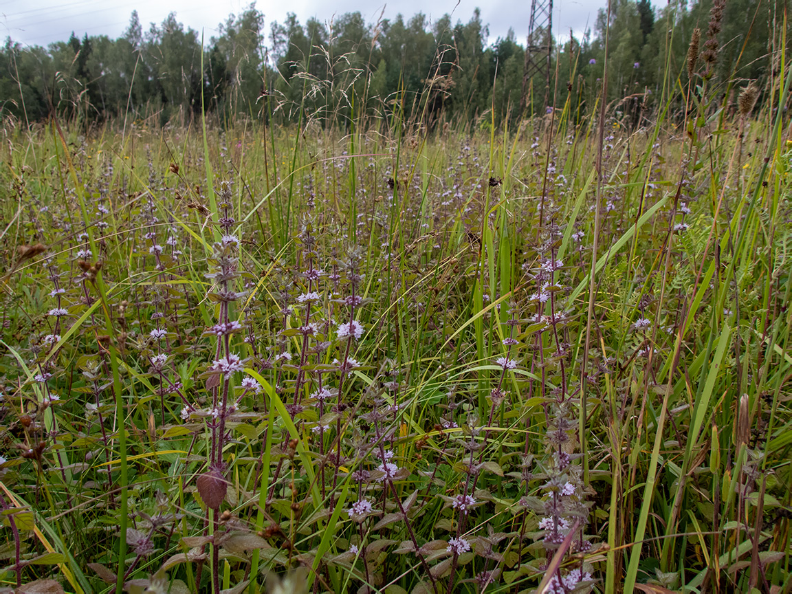 Изображение особи Mentha × gracilis.