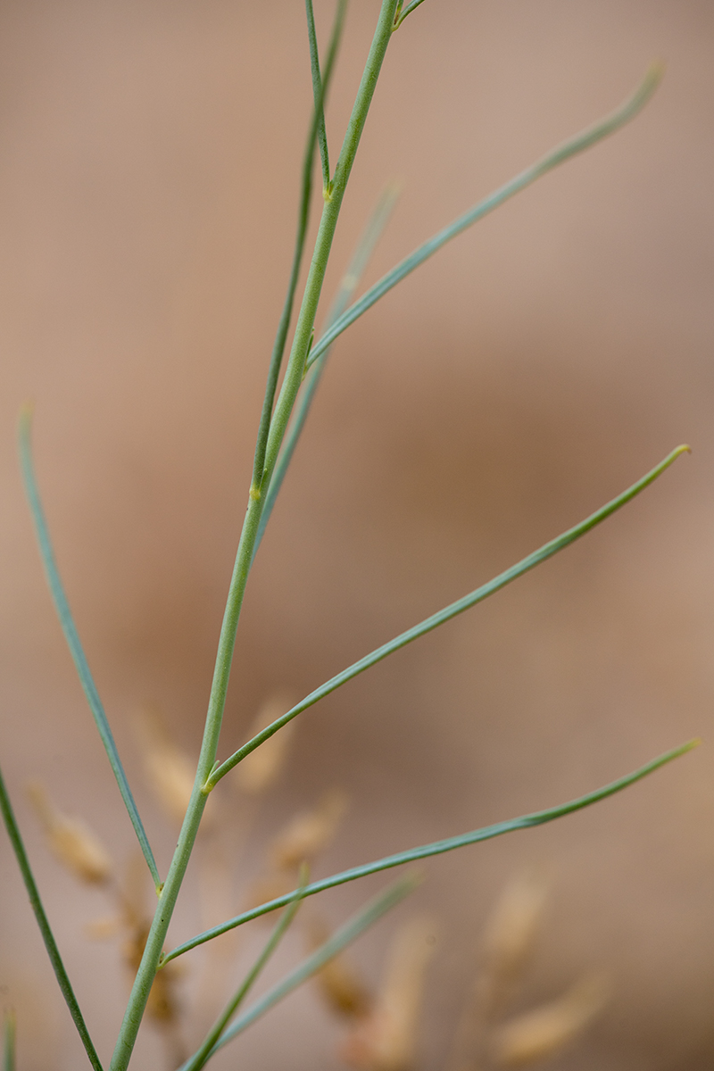 Image of Linaria odora specimen.