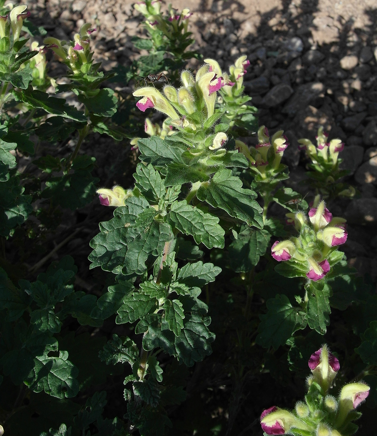 Изображение особи Scutellaria adsurgens.