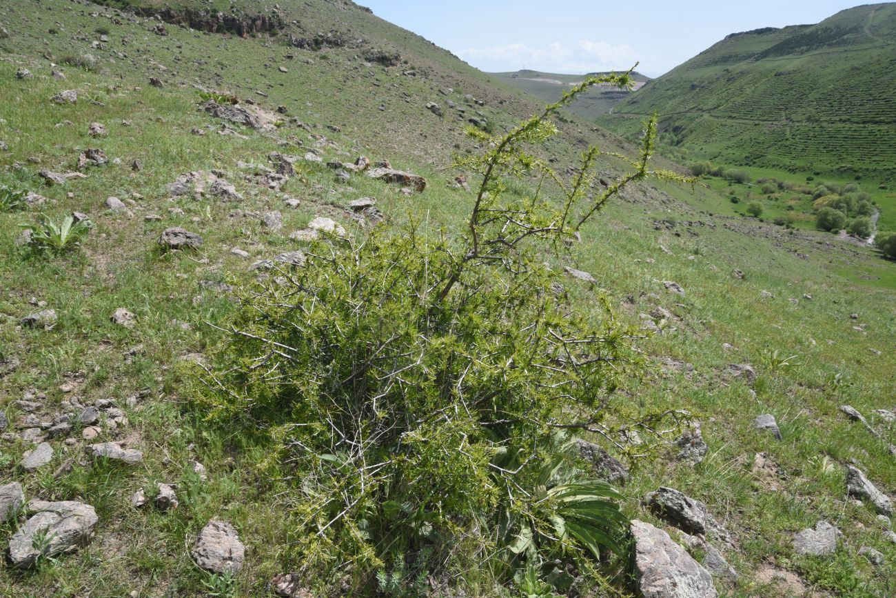Image of Rhamnus erythroxyloides specimen.