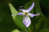 Image of taxon representative. Author is Лариса Крайник