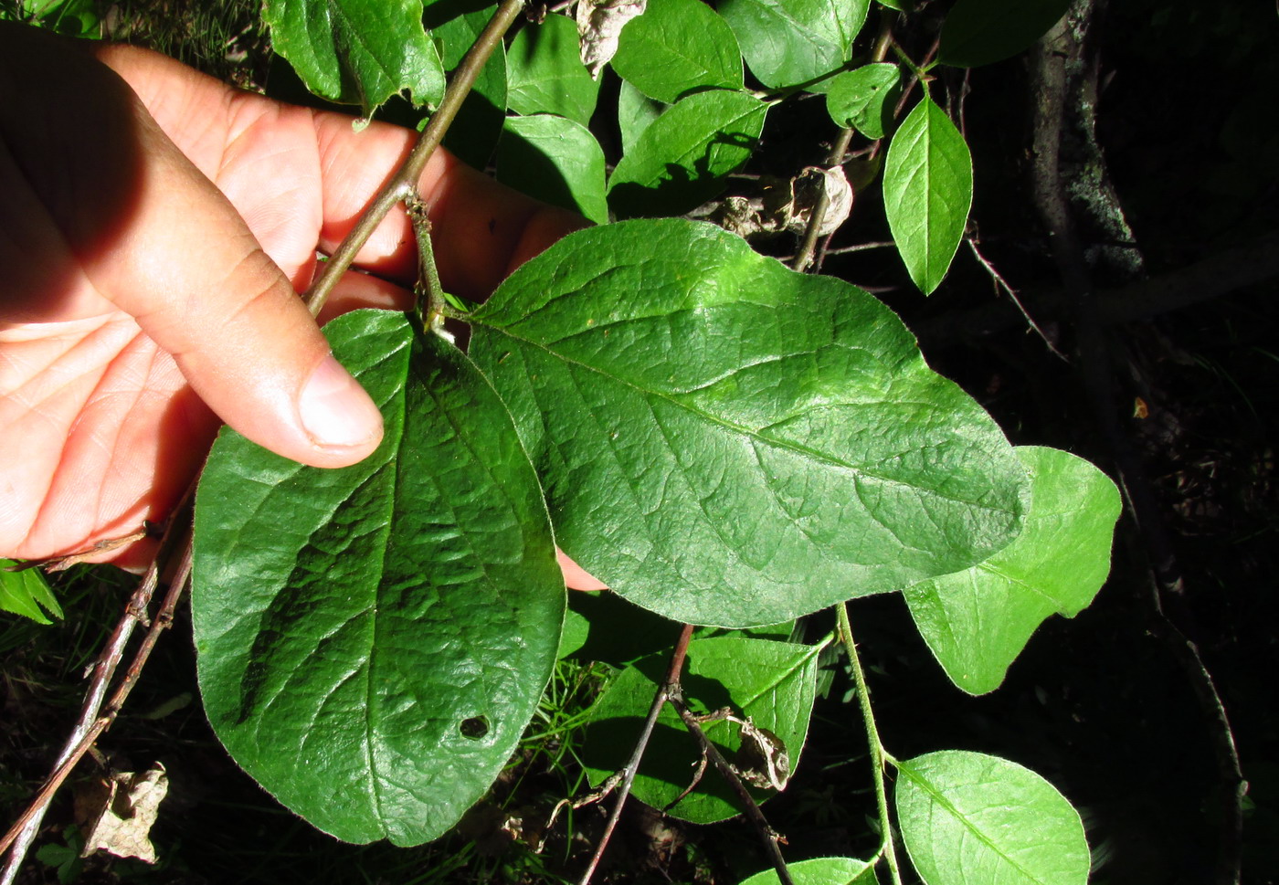 Image of Cotoneaster messerschmidtii specimen.