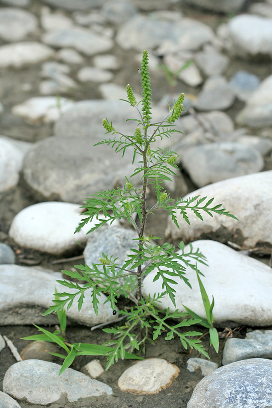 Изображение особи Ambrosia artemisiifolia.