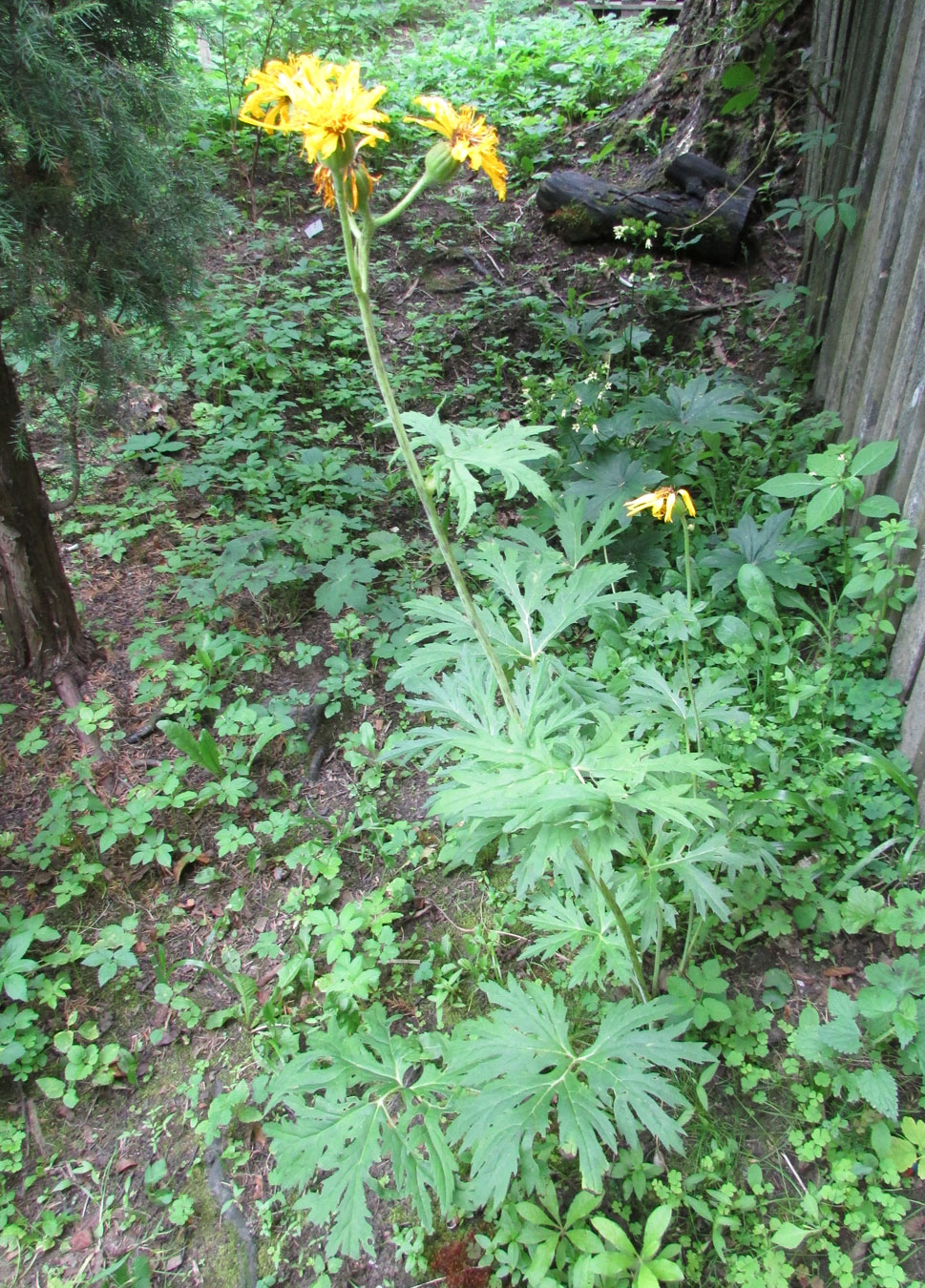 Image of Ligularia japonica specimen.