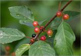 Frangula alnus. Часть ветви с плодами разной степени спелости и каплями дождя. Московская обл., Раменский р-н, окр. дер. Хрипань, садовый участок. 31.07.2025.