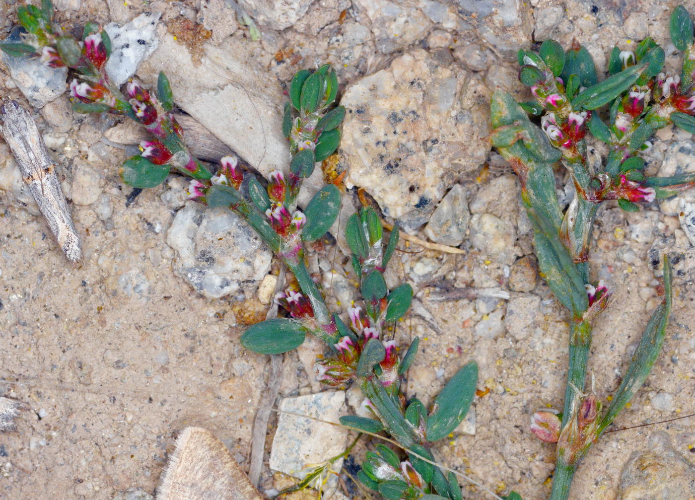 Image of Polygonum serpyllaceum specimen.