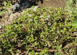 Portulaca oleracea. Часть цветущего растения. Приморский край, Октябрьский р-н, окр. с. Чернятино, дол. р. Раздольная на левом берегу, пойма, на галечниково-илистой отмели. 08.09.2025.